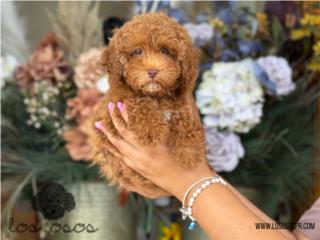 Puerto Rico Toy Poodle WOW - Los Osos PR, Perros Gatos y Caballos