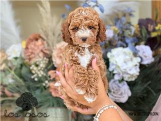 Puerto Rico Cavachon Chiquita!!! - Los Osos PR, Perros Gatos y Caballos