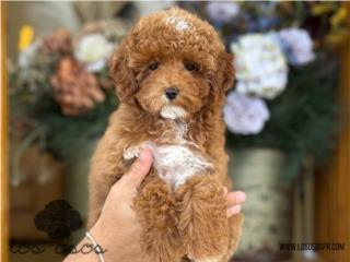Puerto Rico Toy Poodle Nena - Los Osos PR, Perros Gatos y Caballos