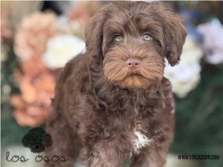 Puerto Rico WOW Schnauzer Liver Chocolate - Los Osos PR, Perros Gatos y Caballos