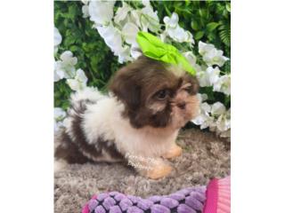 SHIH-TZU TOY HEMBRAS CON PAPELES , Perritos P.R zc