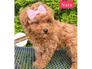 POODLE TOY HEMBRAS AKC, Perritos P.R zc