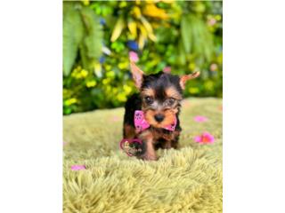 Yorkie toy nena con papeles , Happy Tails PR 