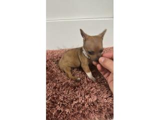 375 Chihuahua hembra , Doble A Pets