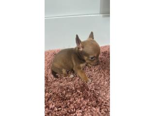 275 Chihuahua macho , Doble A Pets