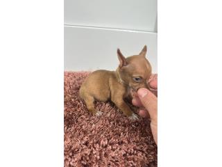 275 Chihuahua macho , Doble A Pets