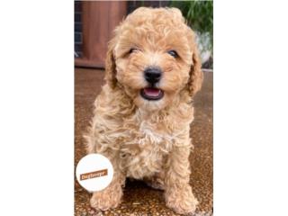 POODLE TOY HEMBRAS AKC, Perritos P.R zc