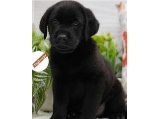 LABRADORES NEGROS BIG BONE CON PAPELES , Perritos P.R zc