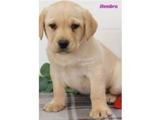 LABRADOR YELLOW HEMBRA BIG BONE CON PAPELES , Perritos P.R zc