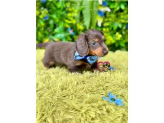 Dachshund mini nene Long Hair con papeles  Puerto Rico