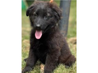 German Shepherd black seal AKC, RM Pets