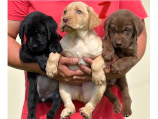 LABRADORES DE CALIDAD, Puppy Guy