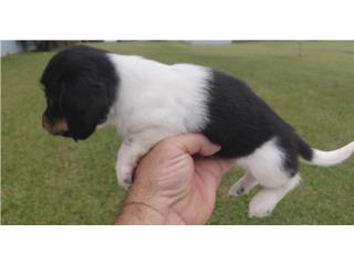 Salchicha macho piebald black and tan, Dachshund World