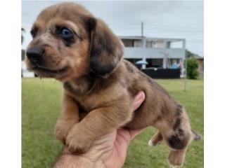 Salchicha red dapple macho, Dachshund World