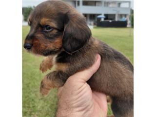 Salchicha red macho pelo largo, Dachshund World