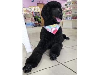 Standard Poodle Hembra con Full AKC y ADN, DPG. INC