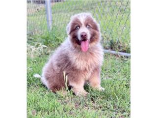German Shepherd Macho , RM Pets