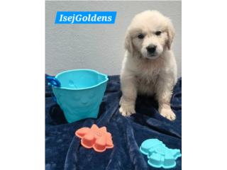 Golden Retriever English Cream - Exótico, ISEJ GOLDENS