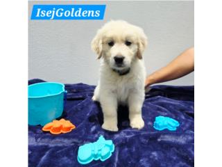 Golden Retriever English Cream - Exótico, ISEJ GOLDENS