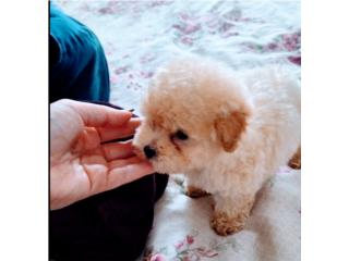 BELLO TOY POODLE APRICOT CON PAPELES-VACUNAS, Puppy world