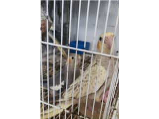 Cockatiel perlado mansitos, JG Aviario
