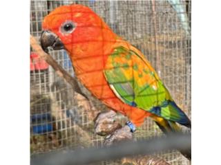 Sun conure red factor macho con adn, RM Pets