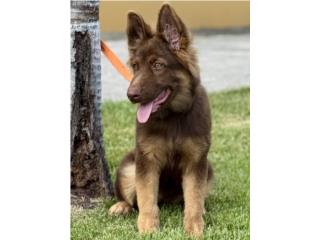 German Shepherd liver AKC hembra, RM Pets