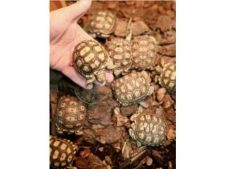 Sulcata Ponce, DPG. INC