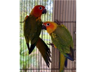 Sun conure macho joven, RM Pets