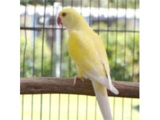 Ringneck cremino macho joven, RM Pets
