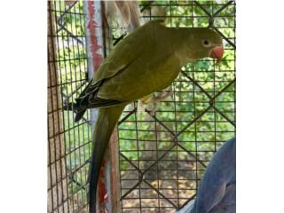 Ringneck macho split ct, RM Pets