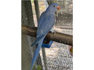 Ringneck violeta hembra, RM Pets