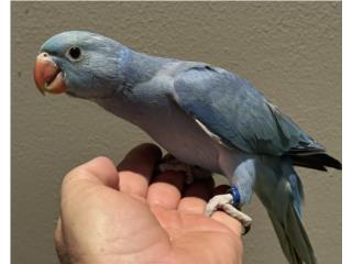 Ringneck cobalto hembra, RM Pets