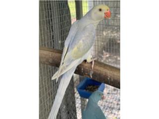 Ringneck pallid turquesa macho , RM Pets