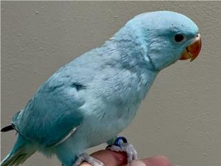 Ringneck azul, RM Pets