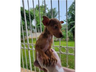 CHIHUAHUA TOY, PUPS