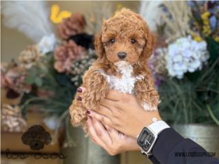 Puerto Rico Red Toy Poodle - Los Osos PR, Perros Gatos y Caballos