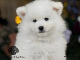Puerto Rico Samoyedo Preciosa! - Los Osos PR, Perros Gatos y Caballos