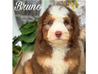 Puerto Rico Mini Bernedoodle Choco Ojos Claros, Perros Gatos y Caballos