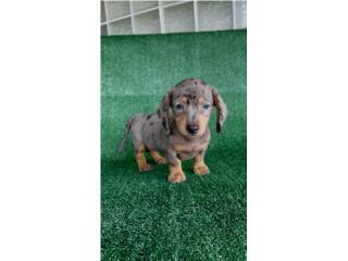  Salchicha mini hembra tricolor, Familia dog