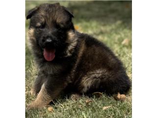 German Shepherd red sable AKC, RM Pets