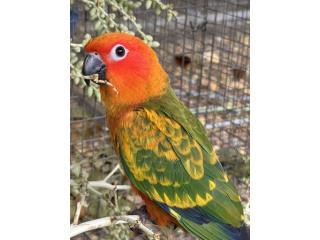 Sun conure red factor hembra joven, RM Pets