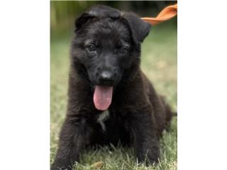 German Shepherd sable seal AKC, RM Pets