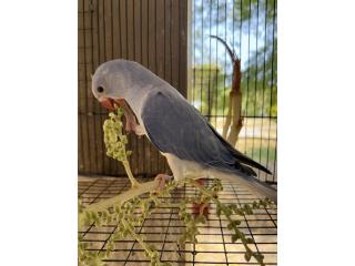 Ringneck clear tail violeta