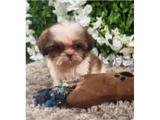 SHIH-TZU TOY MACHO CON PAPELES , Perritos P.R zc