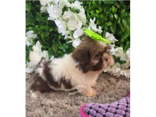SHIH-TZU TOY HEMBRAS CON PAPELES , Perritos P.R zc
