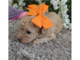 POODLE TOY HEMBRAS CON AKC, Perritos P.R zc
