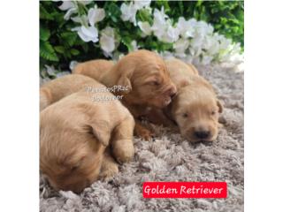 GOLDEN RETRIEVER BIG BONE AKC , Perritos P.R zc
