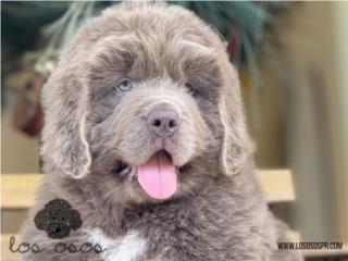 Puerto Rico Newfoundland - Los Osos PR, Perros Gatos y Caballos