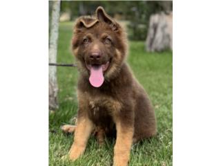 German Shepherd liver hembra AKC, RM Pets